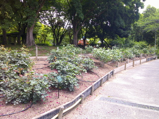 DSCF0020.JPG