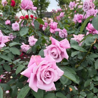EEAA6670-30BE-40BD-88E6-7E2BC767DF02.jpeg