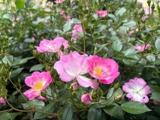 IMG_4456.jpeg