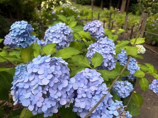 IMG_5714.jpeg