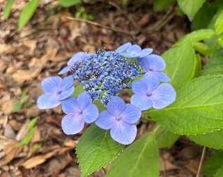 IMG_5726.jpeg