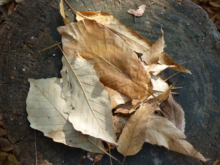 P1390241.JPG